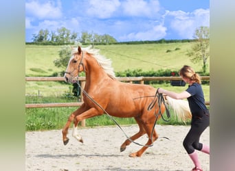 Sonstige Rassen, Hengst, 2 Jahre, 160 cm, Palomino