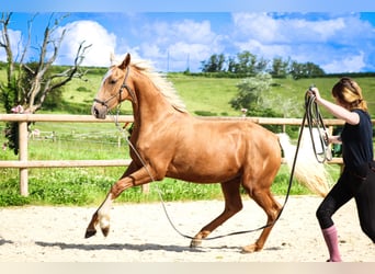 Sonstige Rassen, Hengst, 2 Jahre, 160 cm, Palomino