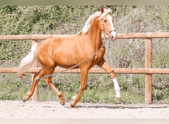 Sonstige Rassen, Hengst, 2 Jahre, 160 cm, Palomino