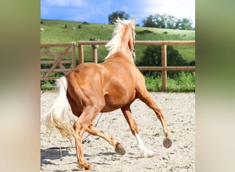 Sonstige Rassen, Hengst, 2 Jahre, 160 cm, Palomino