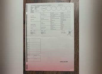 Sonstige Rassen Mix, Hengst, 2 Jahre, 168 cm, Schecke
