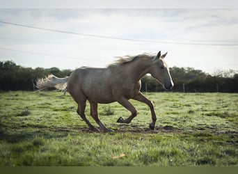 Sonstige Rassen Mix, Hengst, 2 Jahre, 175 cm