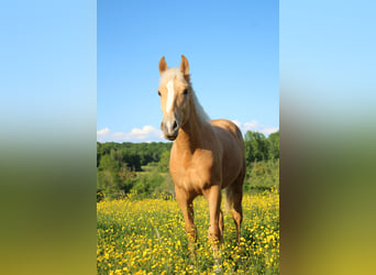 Sonstige Rassen, Hengst, 2 Jahre, Palomino