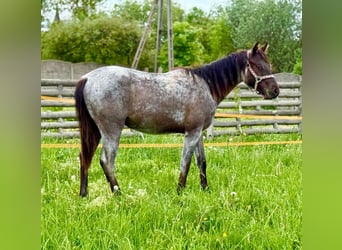 Sonstige Rassen Mix, Hengst, 2 Jahre, Roan-Bay