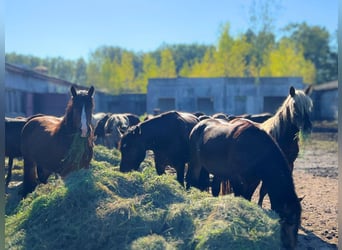 Sonstige Rassen, Hengst, 2 Jahre, Schimmel