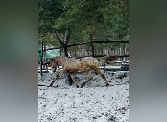 Sonstige Rassen Mix, Hengst, 2 Jahre, Tigerschecke