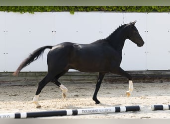 Sonstige Rassen, Hengst, 3 Jahre, 136 cm, Schwarzbrauner