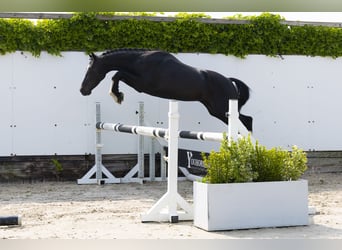 Sonstige Rassen, Hengst, 3 Jahre, 136 cm, Schwarzbrauner
