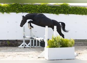 Sonstige Rassen, Hengst, 3 Jahre, 136 cm, Schwarzbrauner