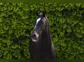 Sonstige Rassen, Hengst, 3 Jahre, 136 cm, Schwarzbrauner