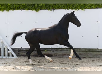 Sonstige Rassen, Hengst, 3 Jahre, 136 cm, Schwarzbrauner