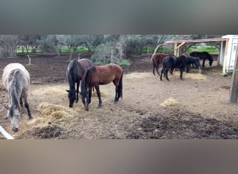 Sonstige Rassen, Hengst, 3 Jahre, 140 cm, Buckskin