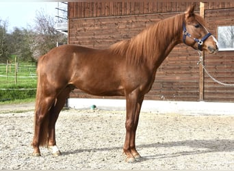 Sonstige Rassen, Hengst, 3 Jahre, 145 cm, Fuchs