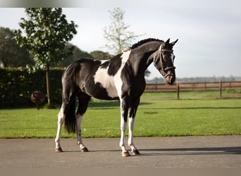 Sonstige Rassen, Hengst, 3 Jahre, 147 cm