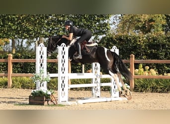 Sonstige Rassen, Hengst, 3 Jahre, 147 cm