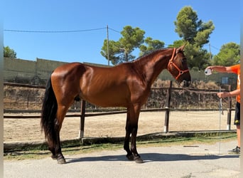 Sonstige Rassen, Hengst, 3 Jahre, 148 cm, Brauner
