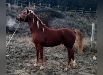 Sonstige Rassen Mix, Hengst, 3 Jahre, 160 cm, Dunkelfuchs