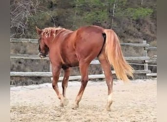 Sonstige Rassen Mix, Hengst, 3 Jahre, 160 cm, Dunkelfuchs