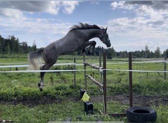 Sonstige Rassen, Hengst, 3 Jahre, 161 cm, Schimmel