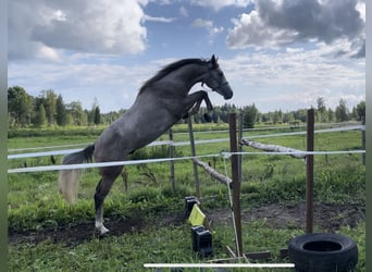 Sonstige Rassen, Hengst, 3 Jahre, 161 cm, Schimmel