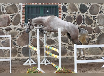 Sonstige Rassen, Hengst, 3 Jahre, 161 cm, Schimmel