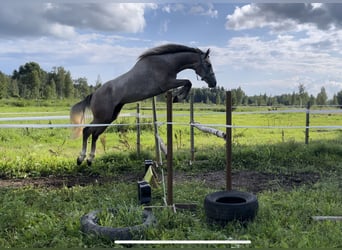 Sonstige Rassen, Hengst, 3 Jahre, 161 cm, Schimmel