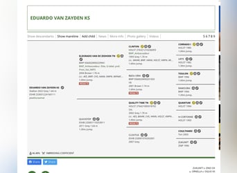 Sonstige Rassen, Hengst, 3 Jahre, 166 cm, Schimmel