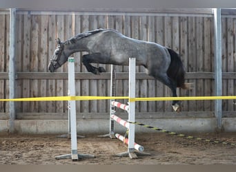 Sonstige Rassen, Hengst, 3 Jahre, 166 cm, Schimmel