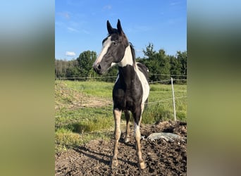 Sonstige Rassen, Hengst, 3 Jahre, 166 cm, Tobiano-alle-Farben