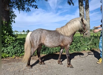 Sonstige Rassen Mix, Hengst, 4 Jahre, 115 cm