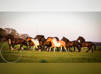 Sonstige Rassen, Hengst, 4 Jahre, 150 cm, Falbe