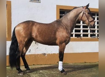 Sonstige Rassen Mix, Hengst, 4 Jahre, 162 cm, Overo-alle-Farben