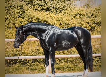 Sonstige Rassen, Hengst, 4 Jahre, 166 cm, Rappe