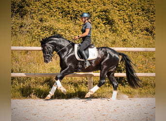 Sonstige Rassen, Hengst, 4 Jahre, 166 cm, Rappe