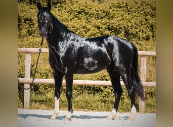 Sonstige Rassen, Hengst, 4 Jahre, 166 cm, Rappe
