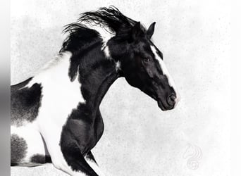 Sonstige Rassen, Hengst, 4 Jahre, 172 cm, Schecke