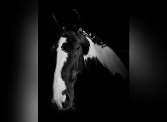 Sonstige Rassen, Hengst, 4 Jahre, 172 cm, Schecke