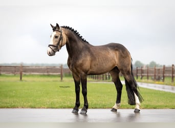 Sonstige Rassen, Hengst, 6 Jahre, 138 cm, Buckskin