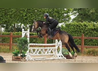 Sonstige Rassen, Hengst, 6 Jahre, 138 cm, Buckskin
