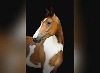 Sonstige Rassen, Hengst, 6 Jahre, 148 cm, Schecke