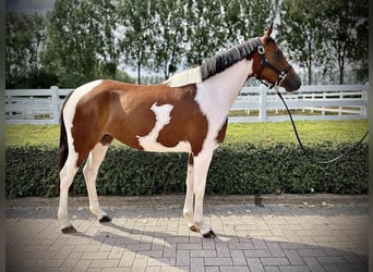 Sonstige Rassen, Hengst, 6 Jahre, 148 cm, Schecke