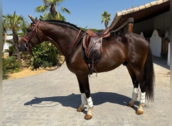 Sonstige Rassen, Hengst, 6 Jahre, 157 cm, Brauner