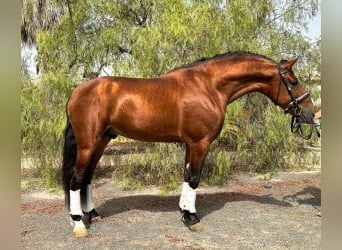 Sonstige Rassen Mix, Hengst, 6 Jahre, 163 cm, Rotbrauner