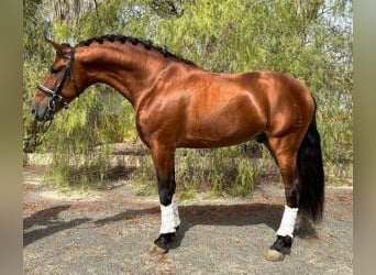 Sonstige Rassen Mix, Hengst, 6 Jahre, 163 cm, Rotbrauner