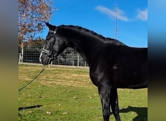 Sonstige Rassen Mix, Hengst, 6 Jahre, 175 cm, Rotbrauner