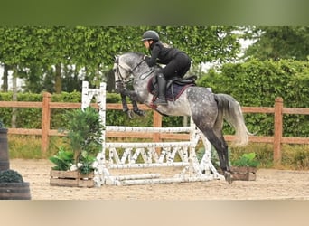 Sonstige Rassen, Hengst, 7 Jahre, 145 cm, Schimmel