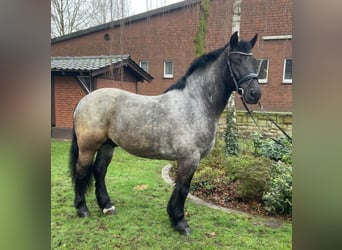 Sonstige Rassen, Hengst, 7 Jahre, 160 cm, Schimmel