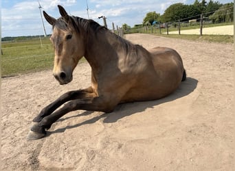 Sonstige Rassen, Hengst, 8 Jahre, 153 cm, Buckskin