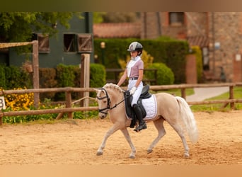 Sonstige Rassen Mix, Hengst, 9 Jahre, 113 cm, Palomino