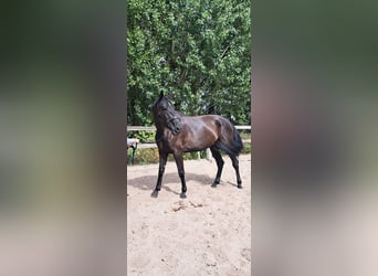 Sonstige Rassen, Hengst, 9 Jahre, 168 cm, Rappe